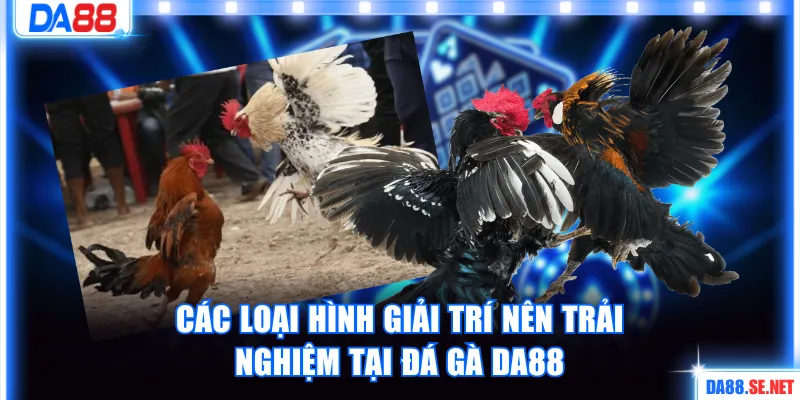 Các loại hình hấp dẫn nên trải nghiệm tại đá gà DA88 